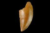 Serrated, Raptor Tooth - Real Dinosaur Tooth #137179-1